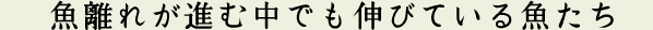 魚離れが進む中でも伸びている魚たち